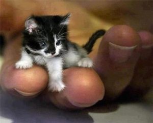 Какая самая маленькая кошка в мире