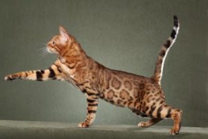 Самая быстрая кошка в мире: название и описание