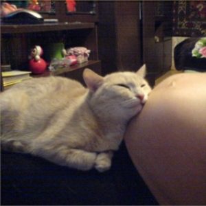 Чувствуют ли кошки беременность хозяйки и как именно 