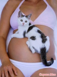Как кошка может почувствовать беременность хозяйки