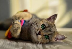 лечение эндометрита у кошек