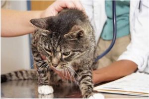 Симптомы и лечение энтерита у кошек 
