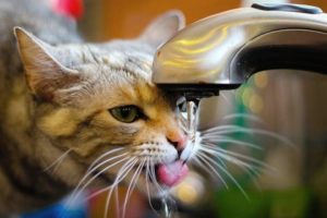 Симптомы и лечение хронической почечной недостаточности у кошек