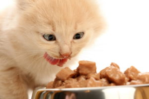 Каким должен быть рацион питания котят породы мейн-кун