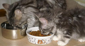 рацион питания котят породы мейн-кун