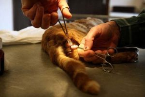 Каким должен быть уход за котом после кастрации