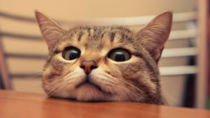  уход за котом после кастрации