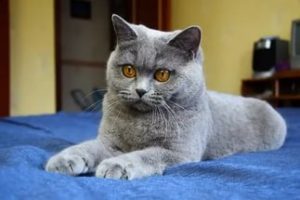 Британец кот