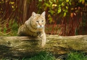 Камышовый кот