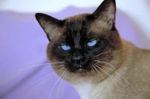 Сиамские кошки