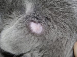 дерматомикоза у кошек