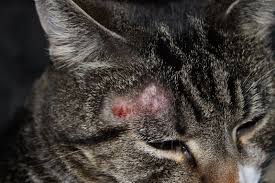дерматомикоза у кошек