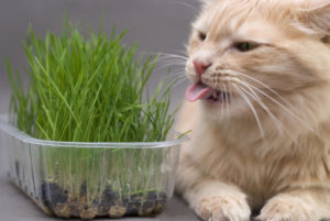 Как правильно выбрать витамины для кошек