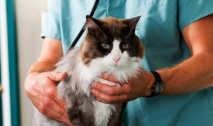 Симптомы и лечение недержания мочи у кошки