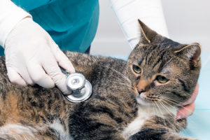 дисбактериоза у кошек