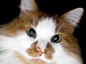 Как правильно лечить сепсис у кошек в домашних условиях