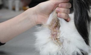 Симптомы и лечение вагинита у кошек