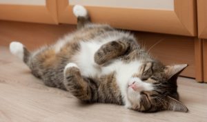 Симптомы и лечение вагинита у кошек